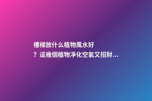樓梯放什么植物風水好？這幾個植物凈化空氣又招財??！